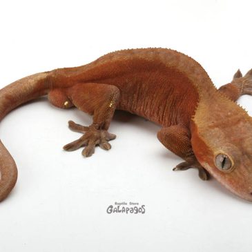 今月も頑張るぞーッ！！！