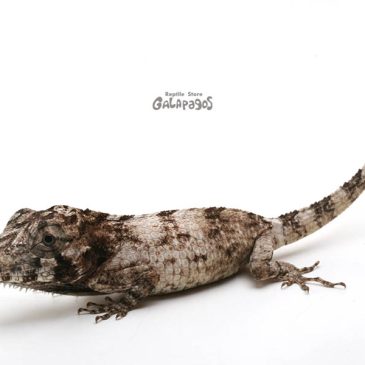 2024年下半期の予定