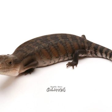 ちょっとお休みします！