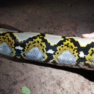 タイ旅行記2024・その1　～初日からパクチョンで大はしゃぎ～