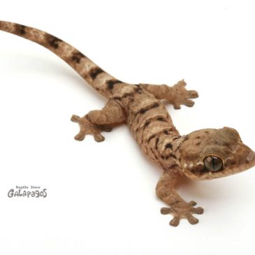 もちろんヤモリが多め