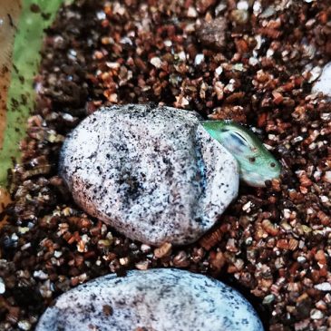 俺はやったぞ！