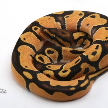 おれはREPFANをやめるぞ！