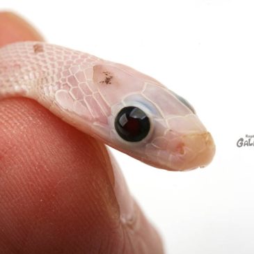 オリジナルは23年前かぁ…。