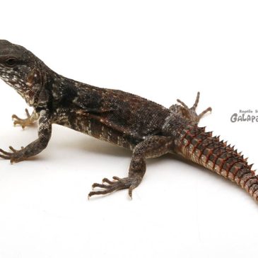 久々にアニメ観てます