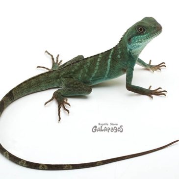 ガチャガチャやってるよ！