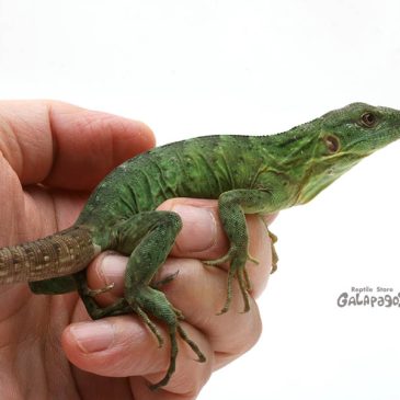 真面目にバナスパを語る