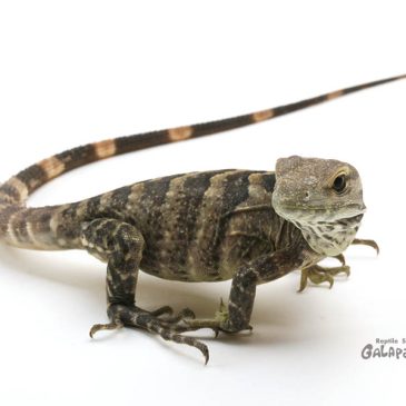 HBM2024のお品書き