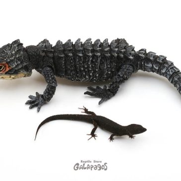 年末年始の予定など