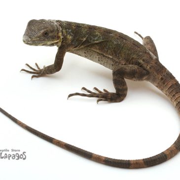 あけまして1月が終わりそう…