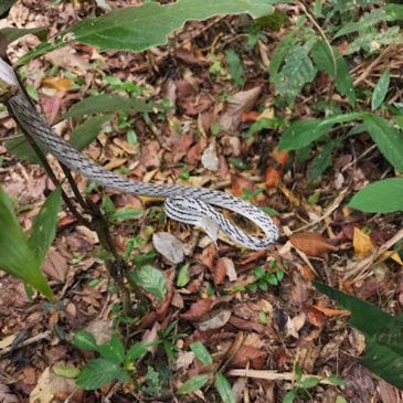 タイ旅行記2024・その2　～パクチョンの夜→カオヤイふたたび～