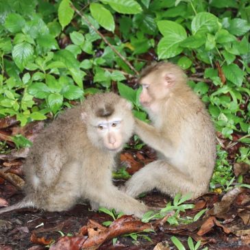 タイ旅行記2024・その3　～カオヤイの午後→夜～