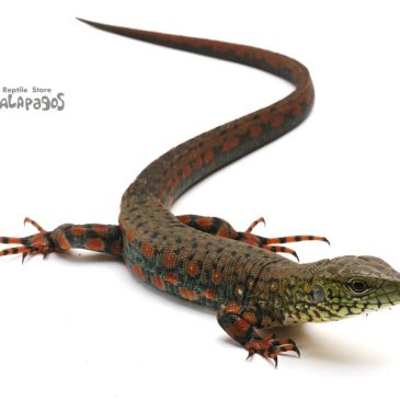 そろそろお休み入ります！