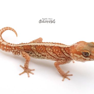 タイだけじゃなく沖縄にも行ってきました！