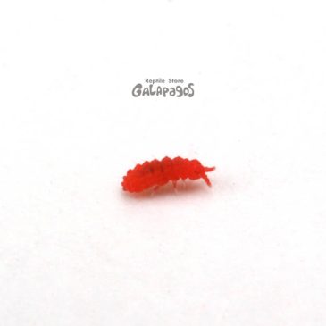 もうすぐ7周年だよ！