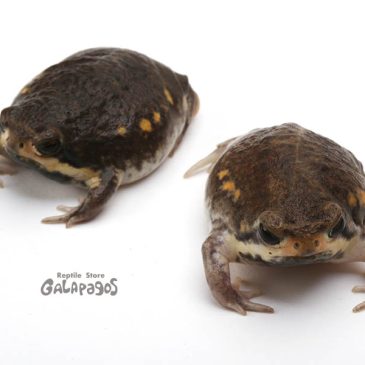 いよいよ明日は・・・！