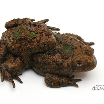 4/20(日)は7周年記念祭だよ！！！