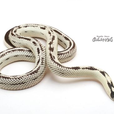 今週末は池袋へGO!!