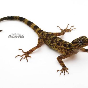 GWが終わったということは…？