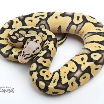 7月6日はぴぴパゴス!!!