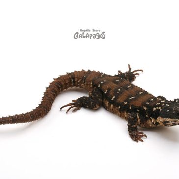 サイトが復活したんだけど…