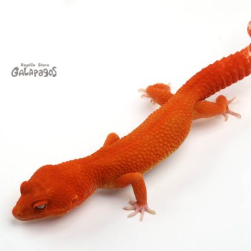 バーミンガムには行けなかったけど…