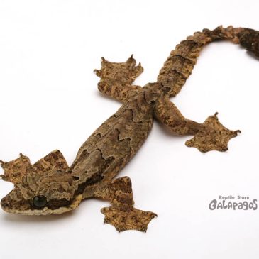 暦のうえではもう残暑？？？