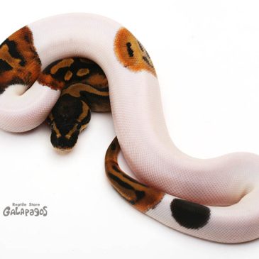 秋のヘビ祭りじゃ〜〜〜ッ！！！