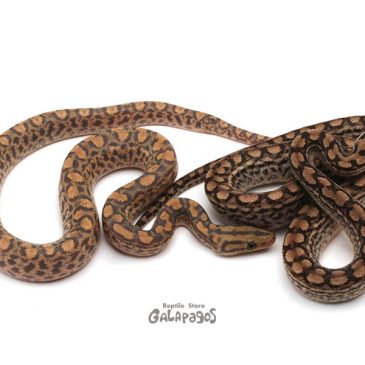 環境省は考え直した方が良い