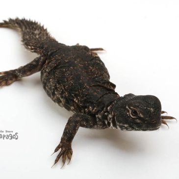 キングコブラ、狙ってきます！！！