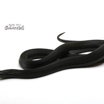 年末年始の予定