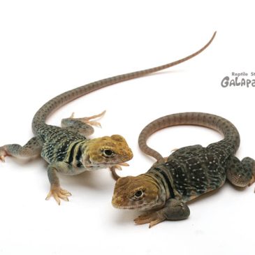 すごいCBが目白押し！