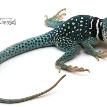 蒼い稲妻ふたたび！