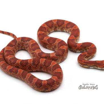 人はなぜ爬虫類を飼うんだろうね…？？？