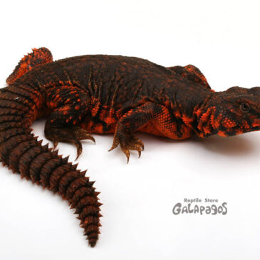 2月は店内イベント「ガラパもん！」だよ♪