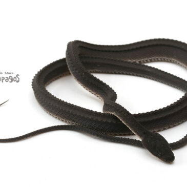 カボチャの語源はカンボジアだけど原産地は南北アメリカ