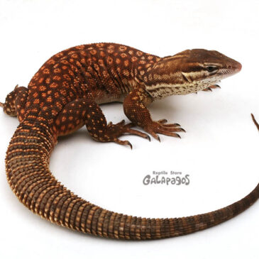 ４月～GWにかけての予定です