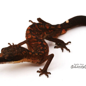 8周年だよ全員集合！